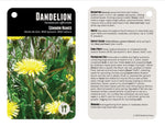 Bushlore Wild Edible Plants Cards